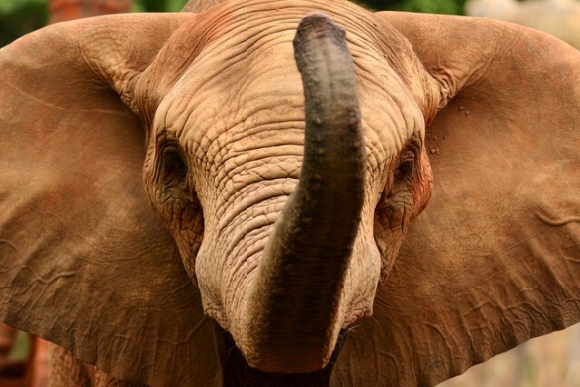 Head and face of angry action African elephant